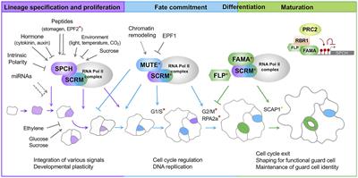 Stomatal Lineage Control by Developmental Program and Environmental Cues